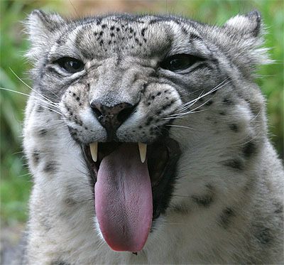 snow_leopard